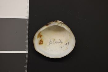 Media type: image;   Malacology 176889 Description: Dry specimen;